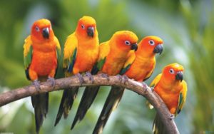 ob_96a620_sun-conure-parrots